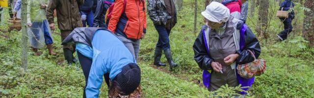 Seeneteadlane: metsas oli nagu laulupidu, auto iga paarikümne meetri tagant
