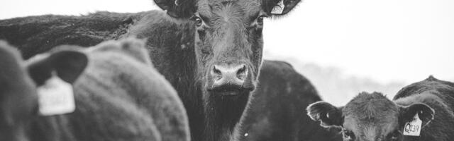 1. aprillist saab veistele tellida elektroonilise passi