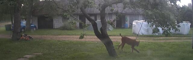 VIDEO | Ilves ajas taluhoovis taga kodukassi
