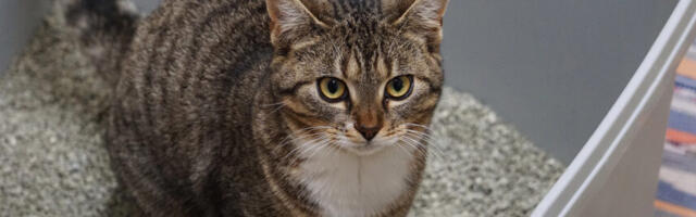 Probleemid liivakastiga pole kassi, vaid omaniku süü