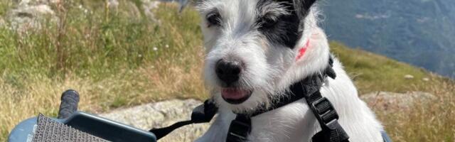 Teadlased: koerad said inimese parimaks sõbraks tuhandeid aastaid arvatust varem