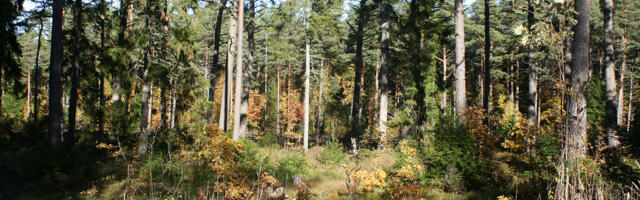 Süsinikukrediidi kaubandus – mis see on?