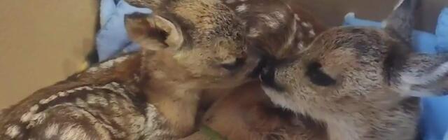 Kuidas aidata emata jäänud metskitsetallesid?