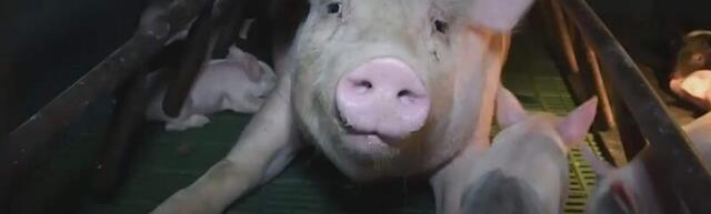 Kampaaniat loomade heaks tabas tagasilöök