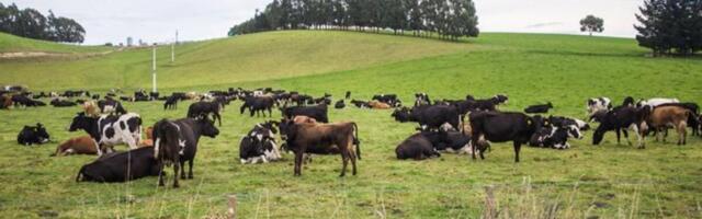 Trovador otsib tegevjuhti