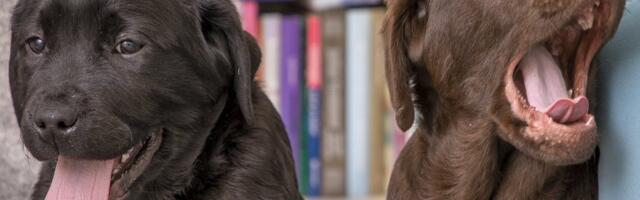 TESTI ENNAST | Kas oled kutsika võtmiseks valmis?