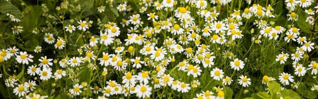 Seedehäired või kerged unehäired? Need on parimad ravimtaimed, millega just suvel oma tervist turgutada