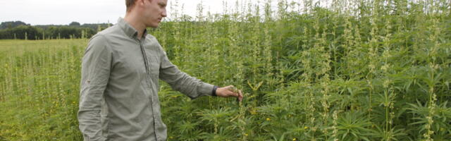 Popiks põllukultuuriks saanud kanep kipub kasvatajaid narrima