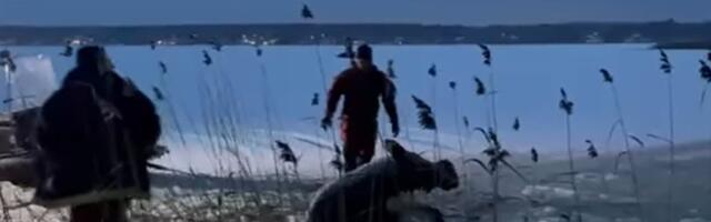 VIDEO | Õhuke jää ei halasta! Põder päästeti jääauku uppumisest