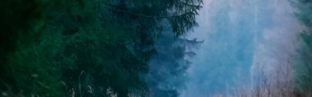 TABAMUS! Loodusfotograaf Ilmar Kauri pilt ilvesest Tädu metsas