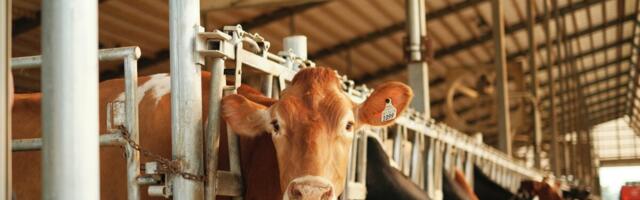 Taani piimandussektor: rekordiline eksport ja kõrge tootlikkus