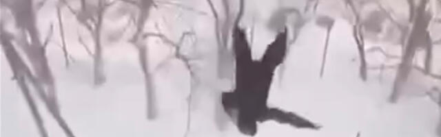 VIDEO: Venemaal on uus harrastus – kortermaja aknast välja hüppamine NB! Nõrganärvilistele mittesoovitav