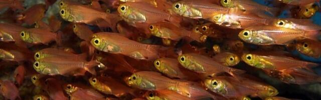 Helendav kala omastab helendusaine saakloomalt