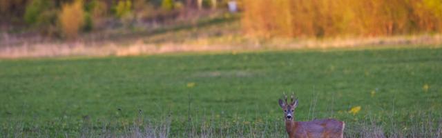 Märka metslooma maanteel!