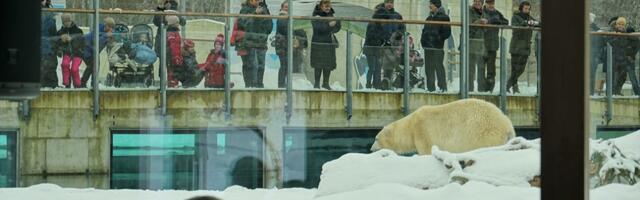 Loomaaias peetakse Arktika sümbollooma ehk jääkaru tähtpäeva