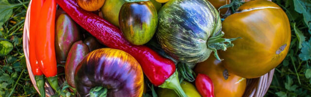 Kadri Kroon: maailma parim kollase tomati kaste