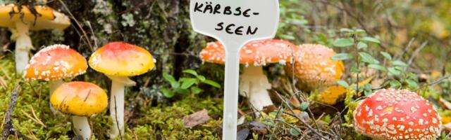 Suurel seenenäitusel võib näha üliharuldast saatana kivipuravikku