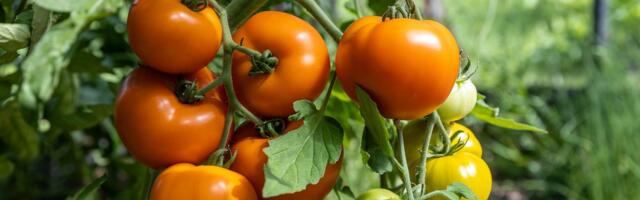 KAS TEADSID? Tomatite küpsemist saab kiirendada lihtsate nippide abil