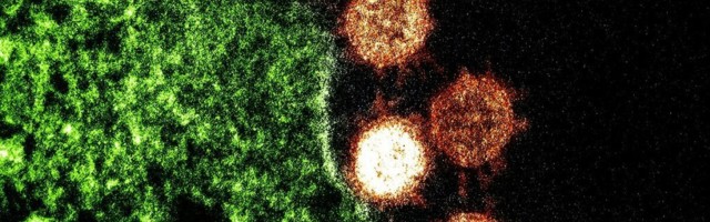 Viirus on inimese parim vaenlane