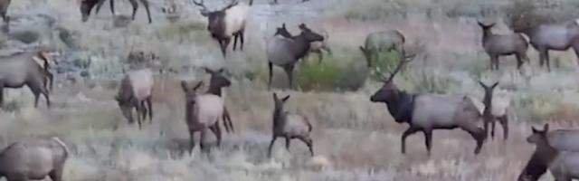 Reporter: Aastaid rehviga käinud põder vabanes raskest koormast