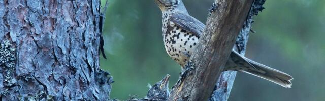 LOODUSFOTOD | Hoburästatibud peavad lendamist õppima maa peal