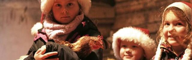 Elu väikekool nagu Bullerbys: „Meie kanad on kindlasti heas tujus!“