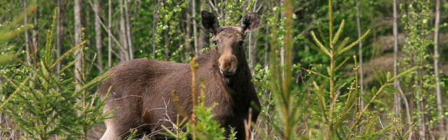 AASTA LOOM 2025 | Põder, Eesti metsade suurim imetaja
