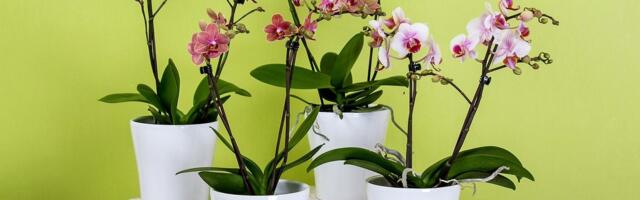Orhideed, mille võid suveks südamerahuga õue viia