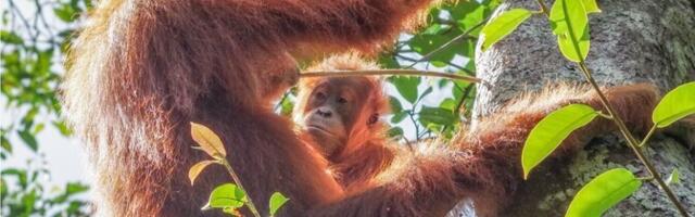 Orangutanide toidukultuur kandub emalt lastele