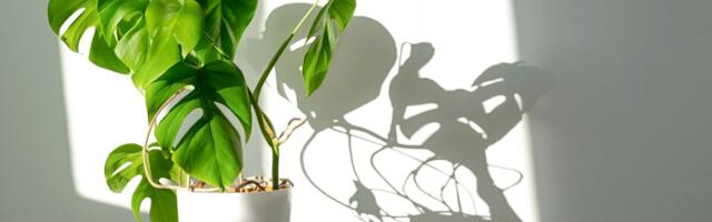 Allergiasümptomeid võivad põhjustada ka populaarsed toataimed