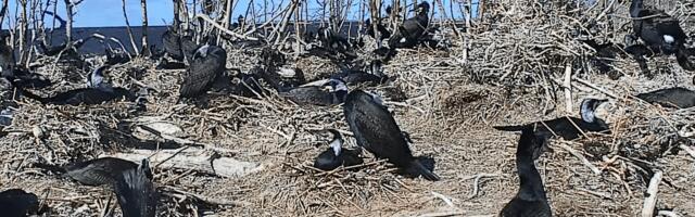 Ornitoloogiaühing käivitas kormoranide veebikaamera