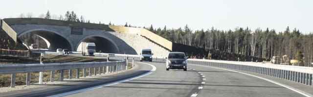 Järvamaal hukkus avariis haruldane metsloom