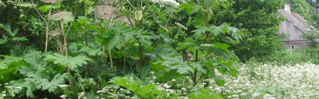 Karuputke võõrliigid võivad nahka tugevalt kahjustada