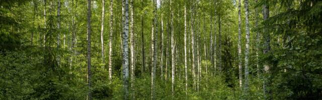Suur ülevaade: kellele kuulub Eesti mets?