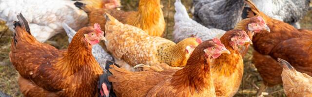 Kristina Mering: Eesti on kanade vabapidamises kõvasti maha jäänud