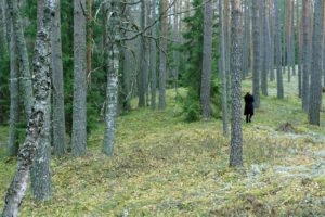 Kas noored puud kasvavad kiiremini?