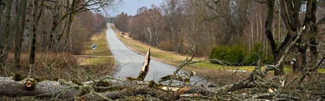 ILMATEADE | Tormihoiatus! Teedele on kukkunud puid, elektrita on mitusada majapidamist