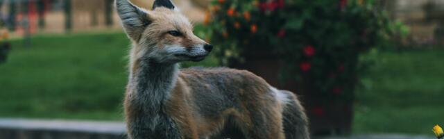 EJS: rebane tuli aeda – mida teha?