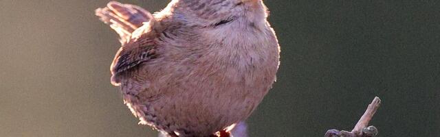 Laupäeval algab hooaja esimene maismaa talilinnuloenduse periood