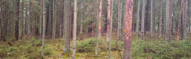 RMK võimaldab tasu eest küttepuitu riigimetsast varuda