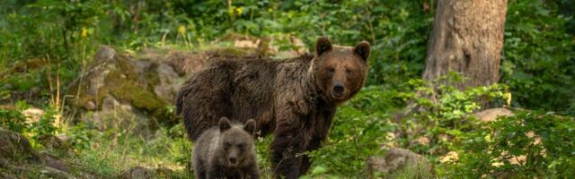 Nesvakidašnji prizor u Crnoj Gori: Medved sa mečetom viđen na samo 20 metara od kuća u selu Jagoče
