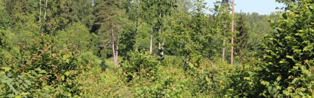 Metsa tuleb juurde aeglasemalt, kui varem