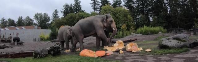 Reporter: Tallinna Loomaaia traditsiooniline kõrvitsapidu peetakse 30. oktoobril