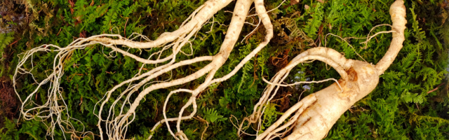 10 ravimtaime, mis aitavad väsimuse vastu ja tasakaalustavad keha