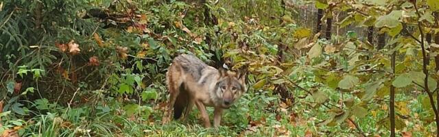 Elistvere loomapargist putku pääsenud hundi asukoht on teada! ,,Proovime teda söödaga tagasi meelitada“