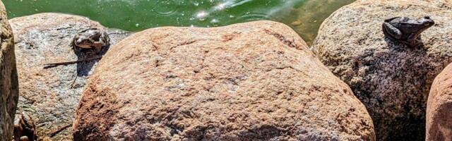 Ihaste tee lõik suletakse öösiti konnade rändeajaks