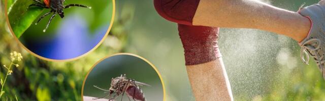 9 taime, mis peletavad puuke ja sääski veel efektiivsemalt kui keemilised tõrjevahendid