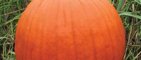 Mida kasulikku sisaldab kõrvits?