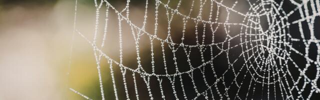 Ära tapa ämblikku: miks on kodus elavad ämblikud inimesele kasulikud ja täiesti ohutud