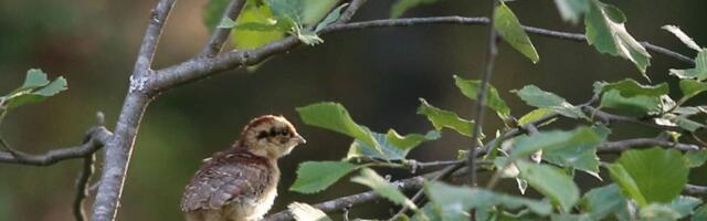 Homsest algab pesitsusrahu